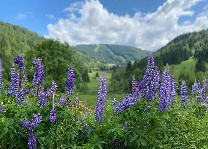 Prázdninový dům Moderne A La Bresse, 2 Chambres, Acces Pmr - Fr-1-589-687